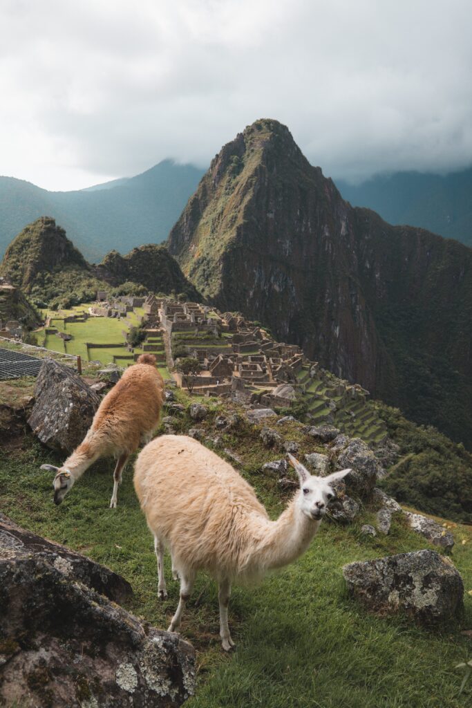 llamas in grass in Cusco, Peru as as one of the international travel places with kids